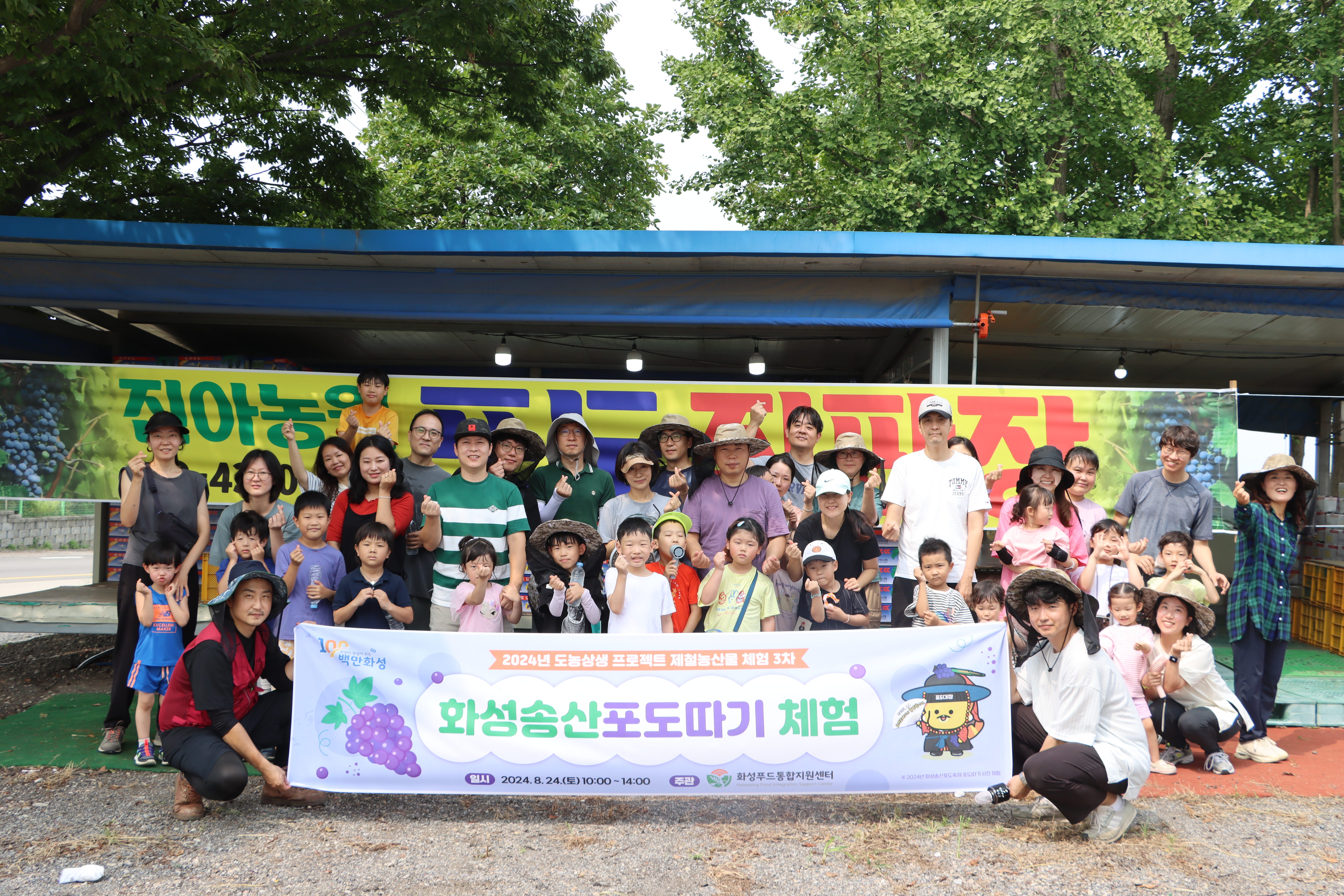 (재)화성푸드통합지원센터, 2024년 화성송산포도축제 미리 보기 '제철 농산물 체험 포도수확체험' 진행 이미지 0번