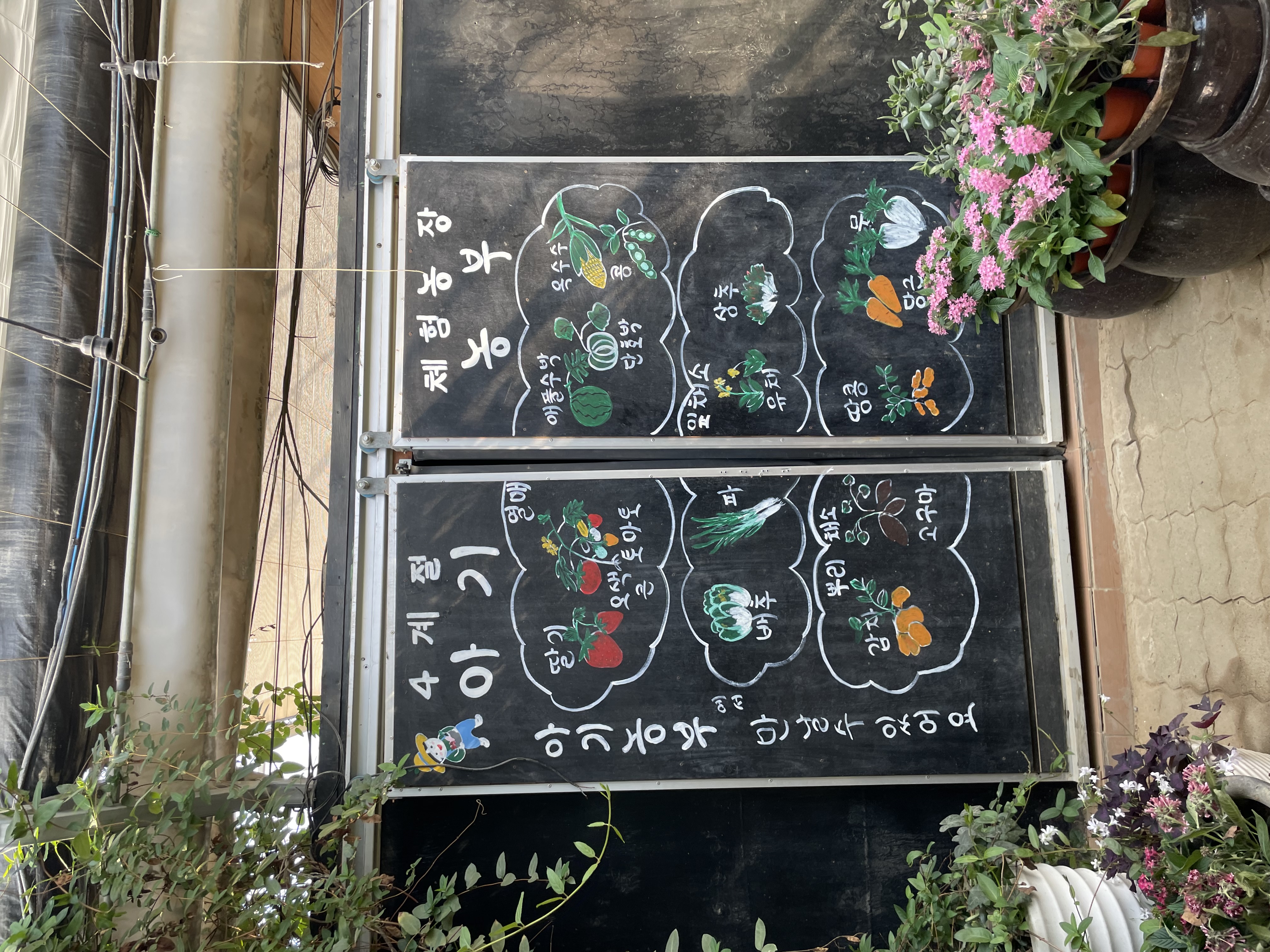 제철 농산물 수확체험 후기 이미지