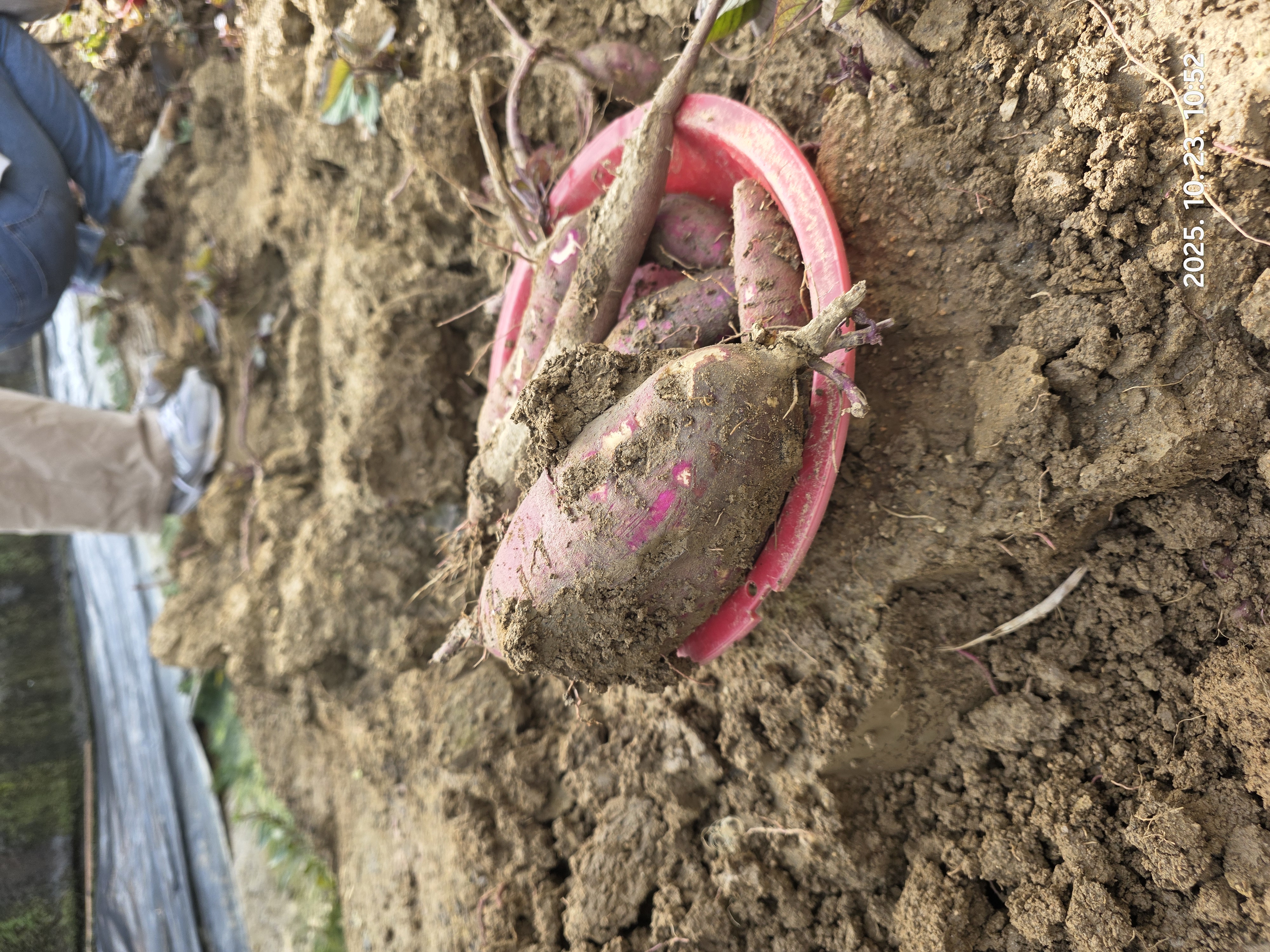 제철농산물 고구마 수확체험 후기 이미지