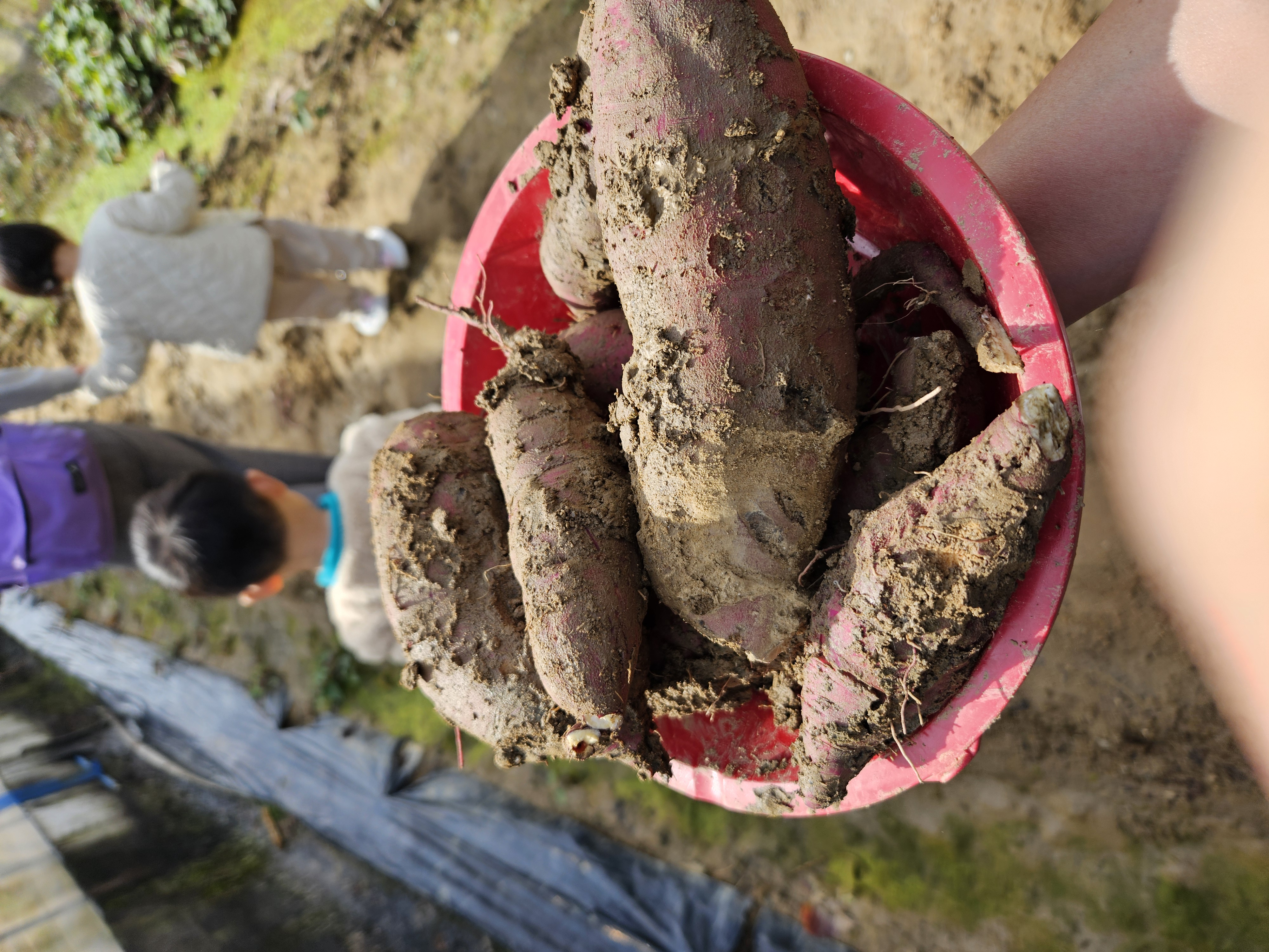 화성 제철농산물 수확체험 참여자 후기 이미지