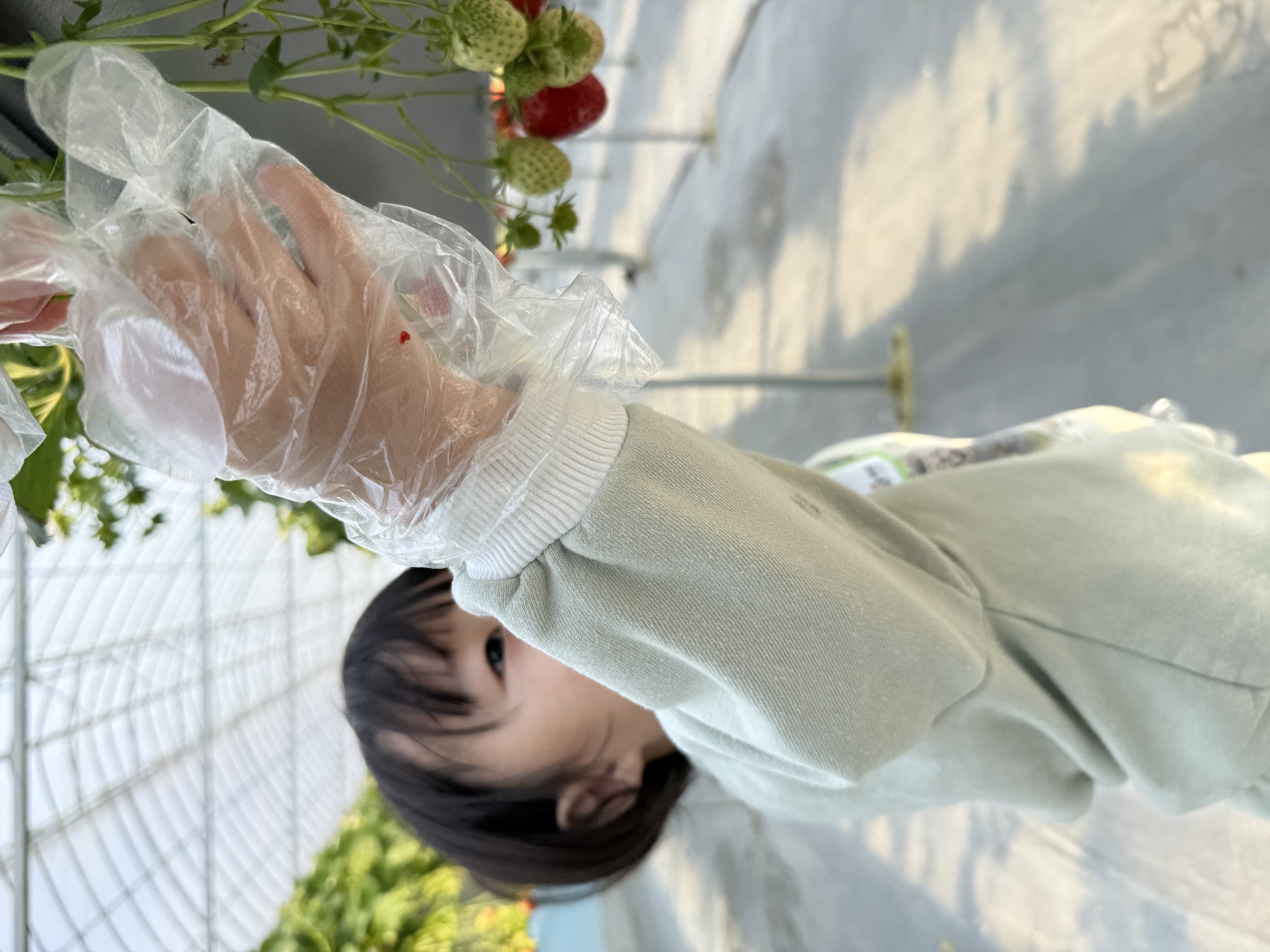 치유앤딸기 도농상생 체험프로그램  이미지